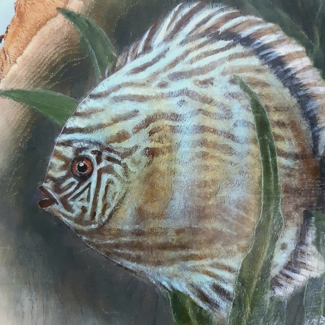 Home 241000450 1687148118148316 5401869812397192596 n